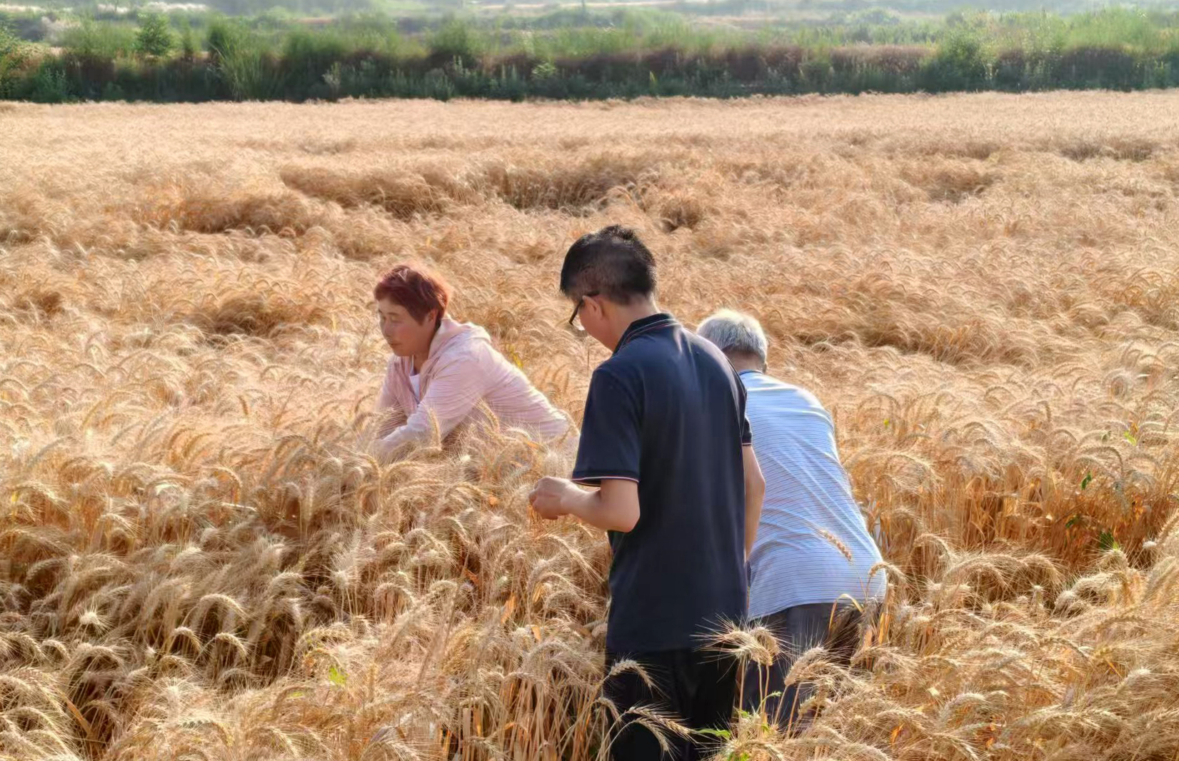 一封感謝信掀起的金色麥浪